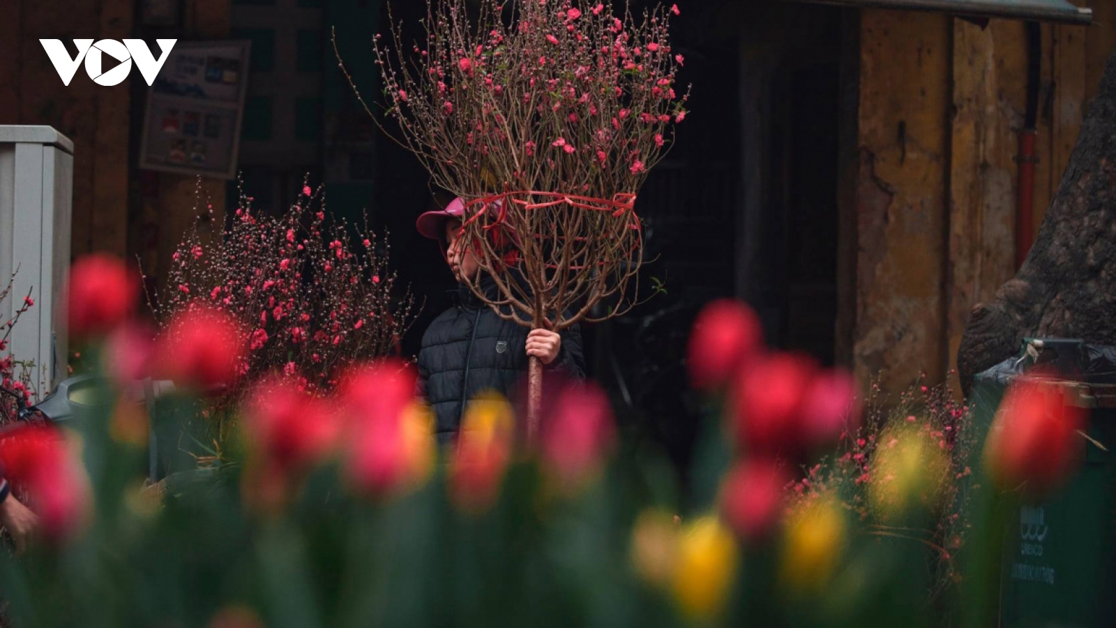 Hanoi adorned with colourful peach flowers, kumquat trees ahead of Tet